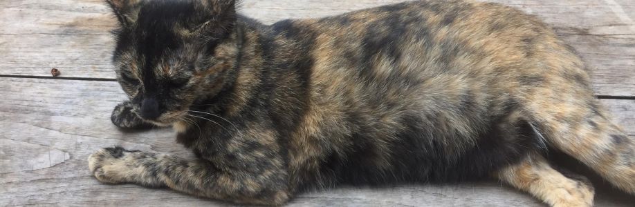 ทาสแมวสายเปย์ Cover Image